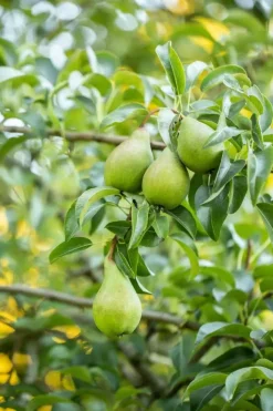 Pyrus communis 'Beurré Hardy' (Peer) fruitplant 90cm