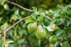 Pyrus communis 'Beurré Hardy' (Peer) fruitplant 90cm