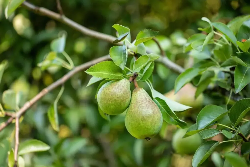 Pyrus communis 'Beurré Hardy' (Peer) fruitplant 90cm