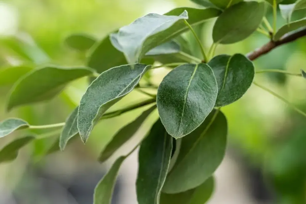 Pyrus communis 'Beurré Hardy' (Peer) fruitplant 90cm