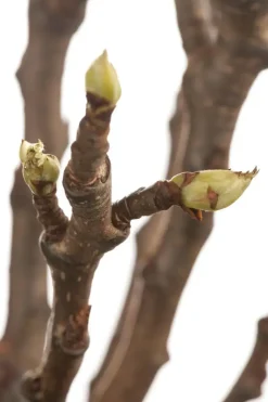 Pyrus communis 'Beurré Hardy' (Peer) fruitplant 90cm