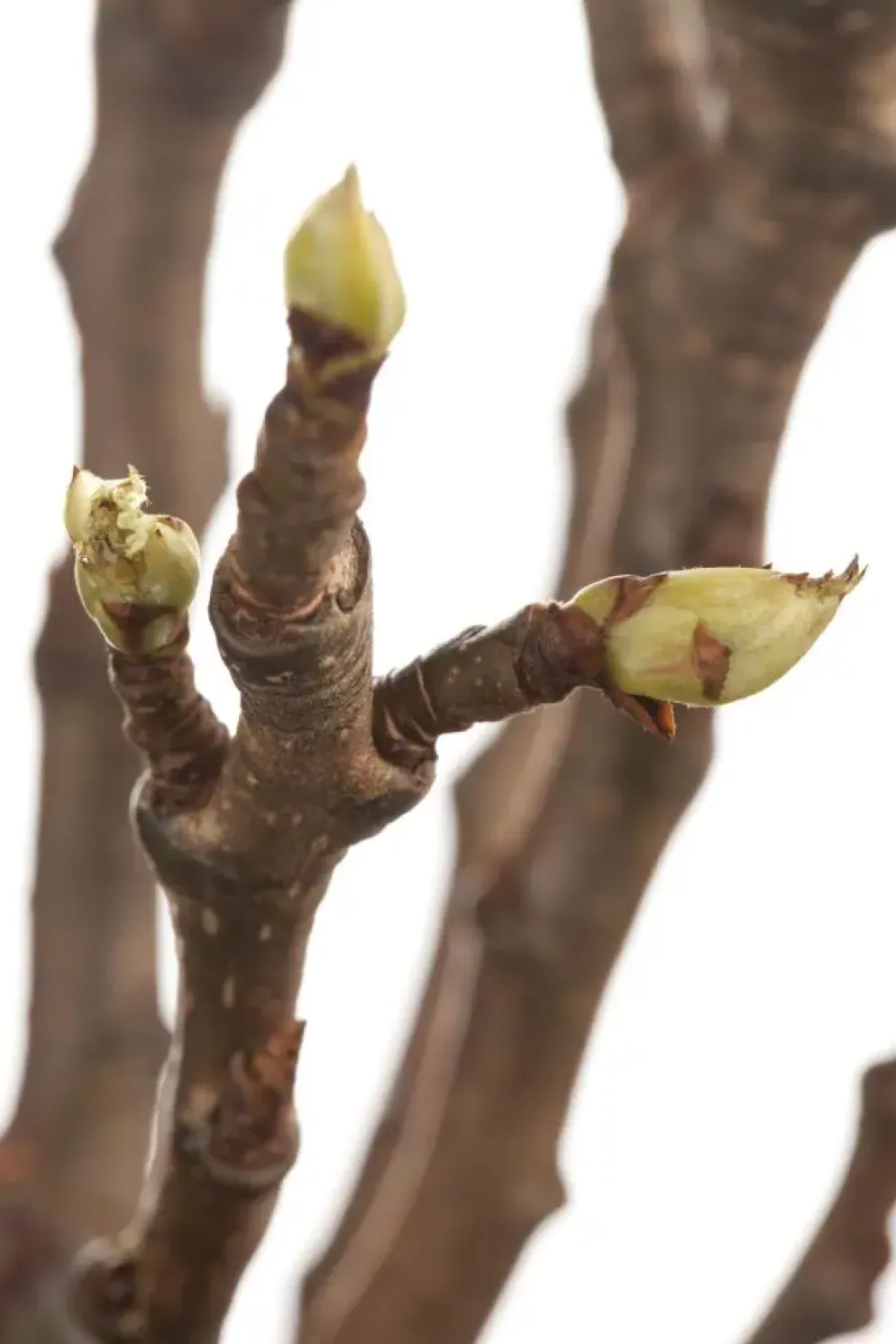 Pyrus communis 'Beurré Hardy' (Peer) fruitplant 90cm
