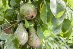 Pyrus communis 'Beurré Hardy' (Peer) fruitplant 90cm