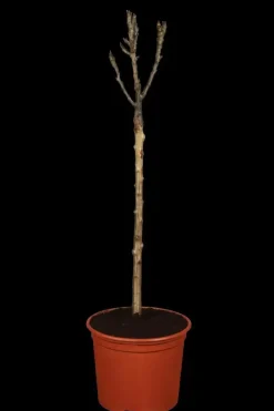 Pyrus communis 'Clapp’s Favourite' (Peer) fruitplant 160cm