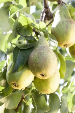 Pyrus communis 'Conference' (Eetpeer 'Conference')