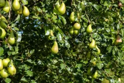 Pyrus communis 'Conference' (Eetpeer 'Conference')