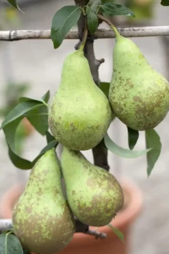 Pyrus communis 'Conference' (Eetpeer 'Conference')