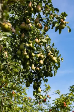 Pyrus communis 'Conference' (Eetpeer 'Conference')