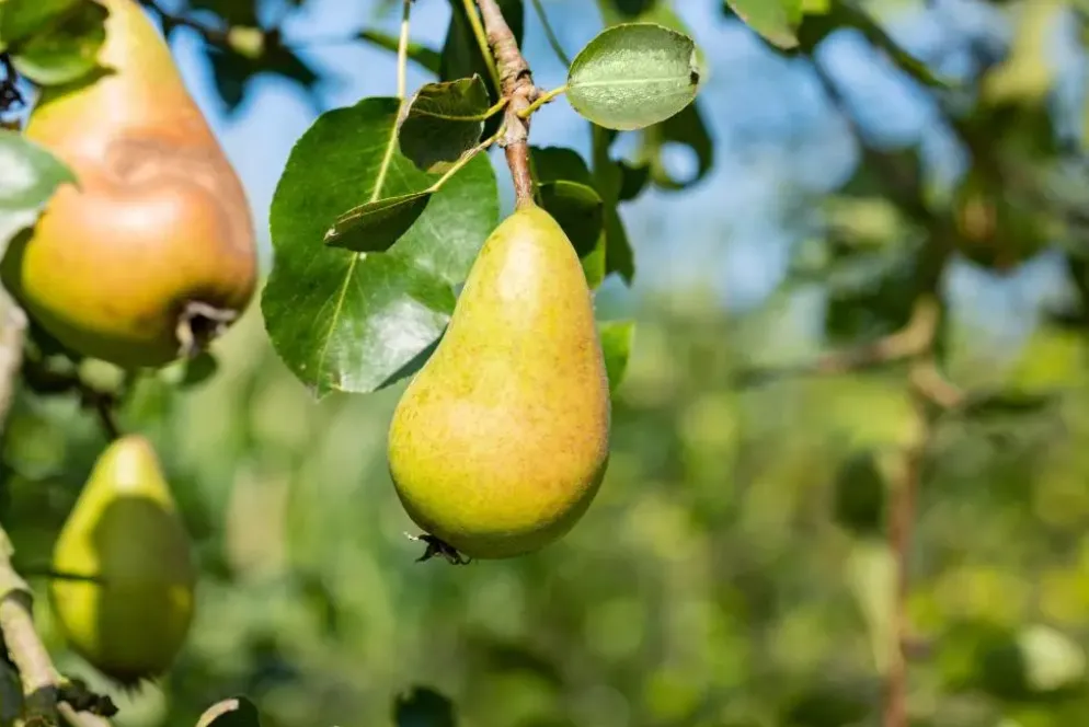 Pyrus communis 'Conference' (Eetpeer 'Conference')