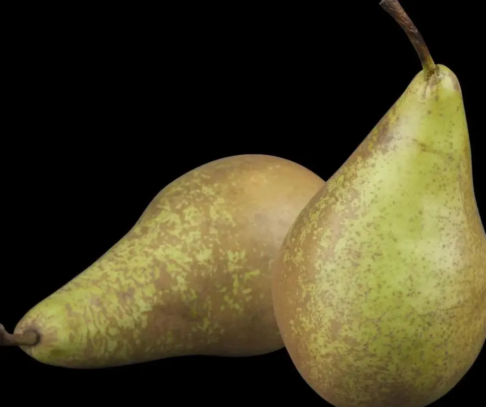 Pyrus communis 'Conference' (Eetpeer 'Conference')