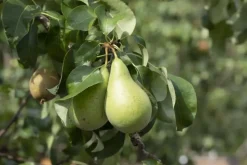 Pyrus communis 'Conference' (Eetpeer 'Conference')