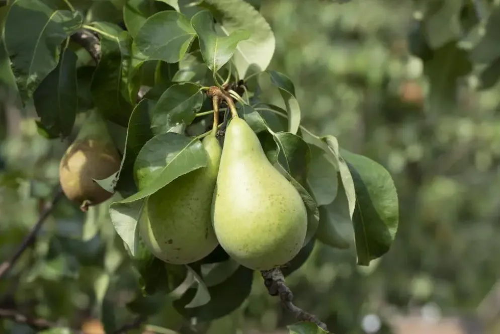 Pyrus communis 'Conference' (Eetpeer 'Conference')