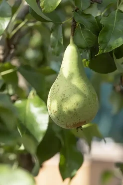 Pyrus communis 'Conference' (Eetpeer 'Conference')