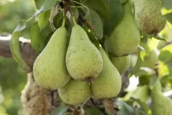 Pyrus communis 'Conference' (Eetpeer 'Conference')