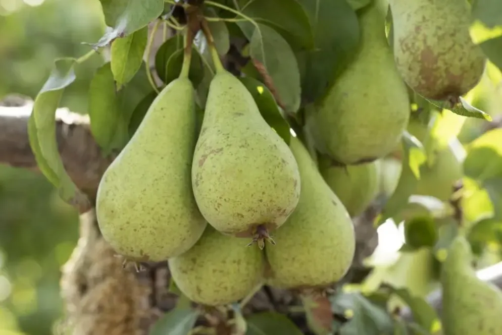 Pyrus communis 'Conference' (Eetpeer 'Conference')