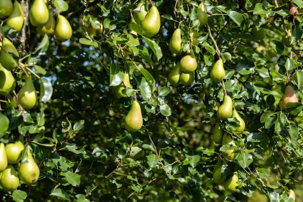Pyrus communis 'Conference' (Eetpeer 'Conference')