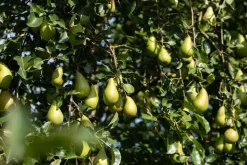 Pyrus communis 'Conference' (Eetpeer 'Conference')