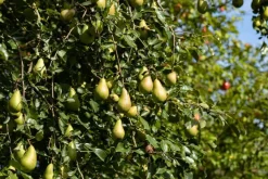 Pyrus communis 'Conference' (Eetpeer 'Conference')