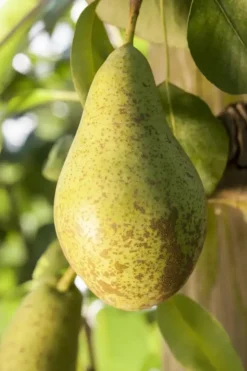 Pyrus communis 'Conference' (Eetpeer 'Conference')