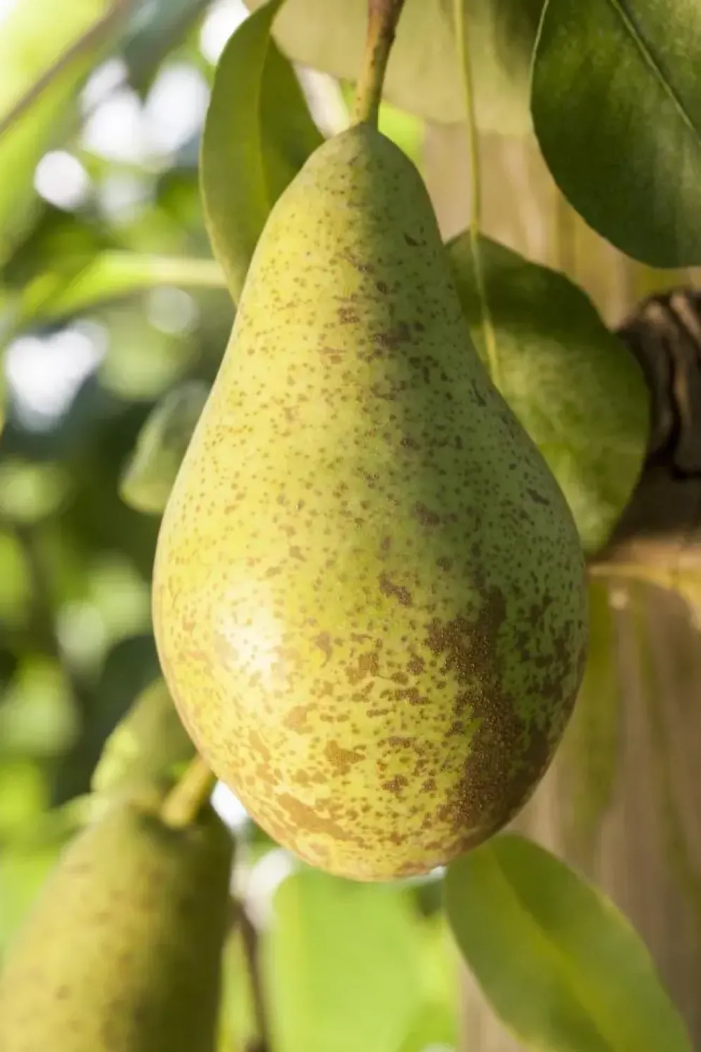 Pyrus communis 'Conference' (Eetpeer 'Conference')