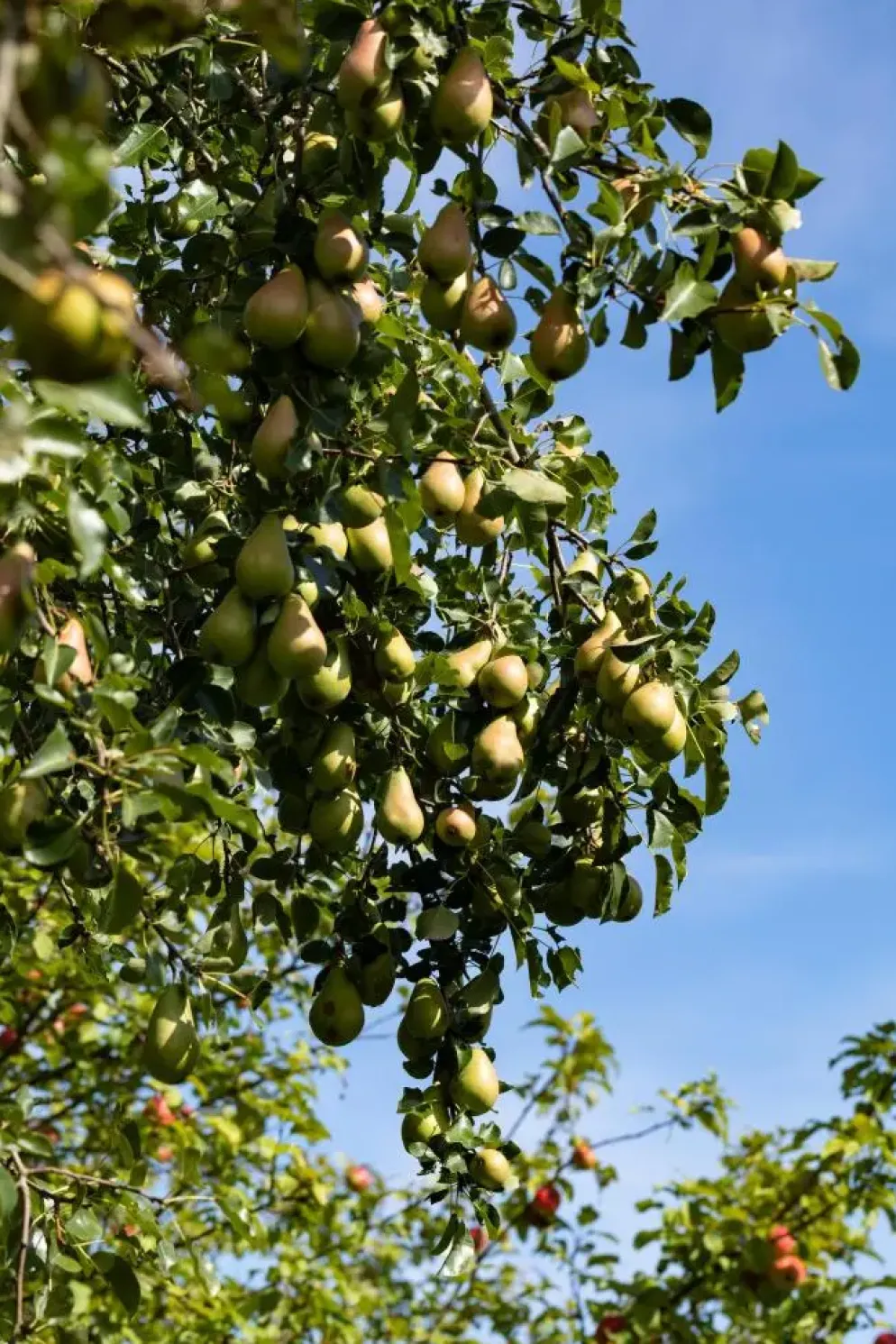 Pyrus communis 'Conference' (Eetpeer 'Conference')