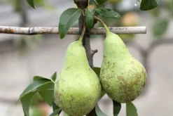 Pyrus communis 'Conference' (Eetpeer 'Conference')