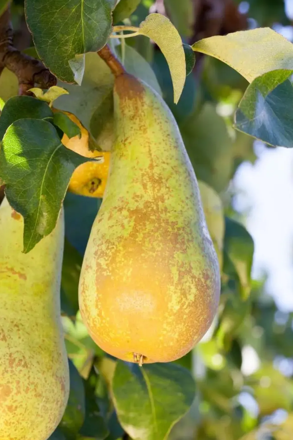 Pyrus communis 'Conference' (Eetpeer 'Conference')