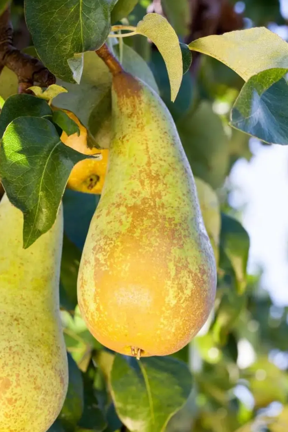 Pyrus communis 'Conference' (Eetpeer 'Conference')