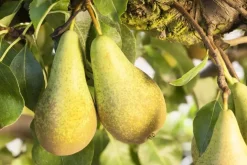Pyrus communis 'Conference' (Eetpeer 'Conference')