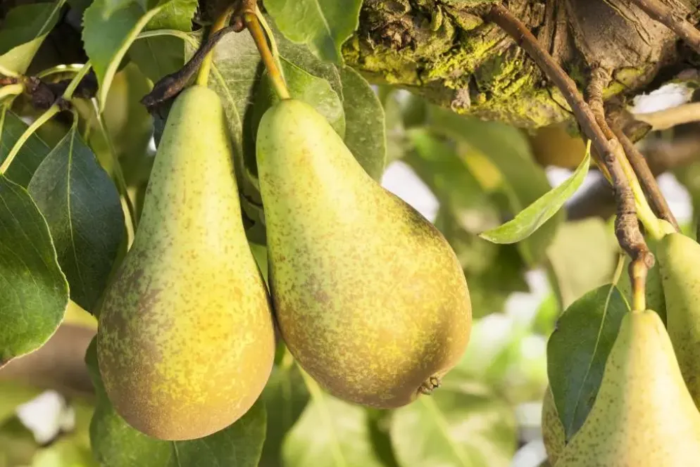 Pyrus communis 'Conference' (Eetpeer 'Conference')