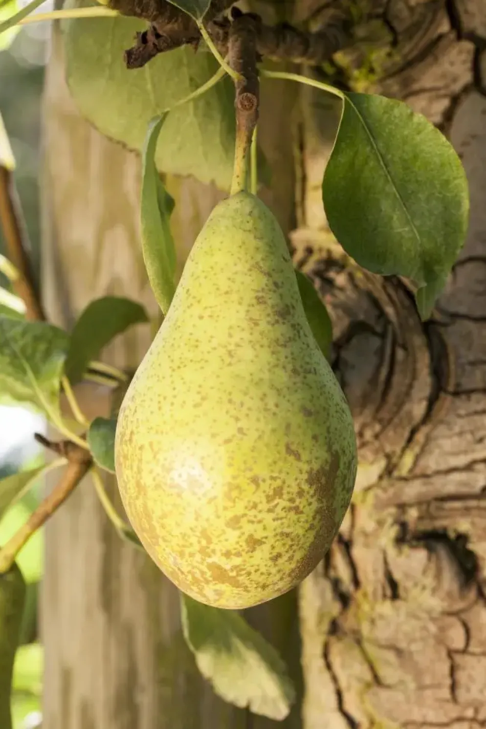 Pyrus communis 'Conference' (Eetpeer 'Conference')