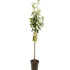 Pyrus communis 'Conference' (Peer) fruitplant 230cm