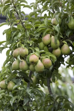 Pyrus communis 'Doyenné du Comice' (Peer) fruitplant 90cm