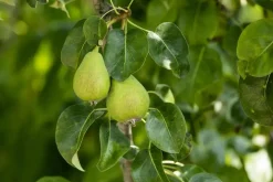 Pyrus communis 'Doyenné du Comice' (Peer) fruitplant 90cm
