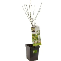 Pyrus communis 'Doyenné du Comice' (Peer) fruitplant 90cm