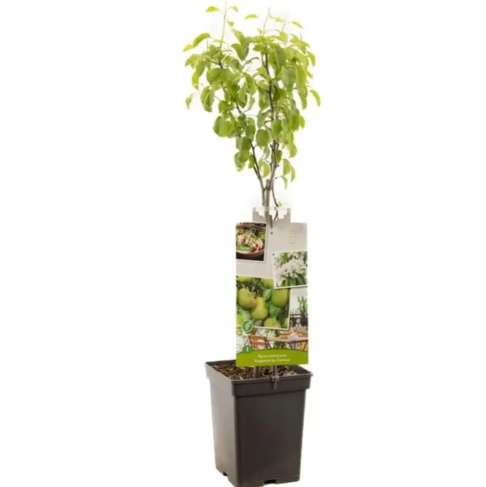 Pyrus communis 'Doyenné du Comice' (Peer) fruitplant 90cm