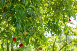 Pyrus communis 'Doyenné du Comice' (Peer) fruitplant 90cm