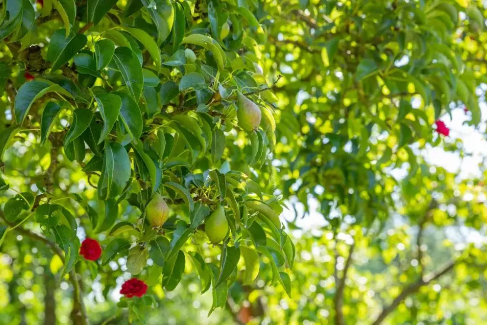 Pyrus communis 'Doyenné du Comice' (Peer) fruitplant 90cm