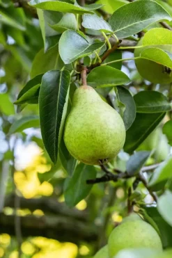 Pyrus communis 'Doyenné du Comice' (Peer) fruitplant 90cm