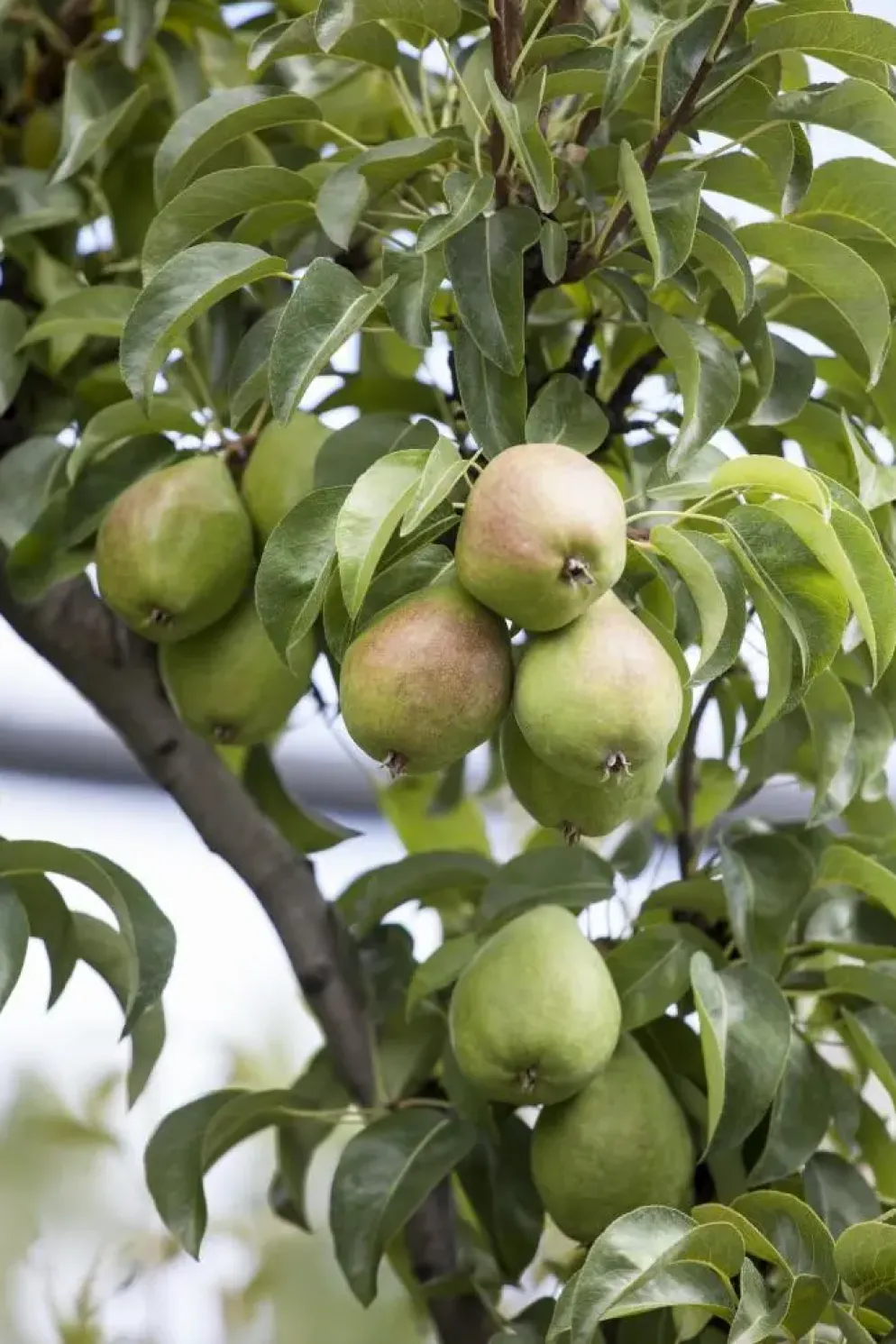 Pyrus communis 'Doyenné du Comice' (Peer) fruitplant 90cm