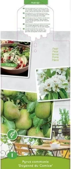 Pyrus communis 'Doyenné du Comice' (Peer) fruitplant 90cm