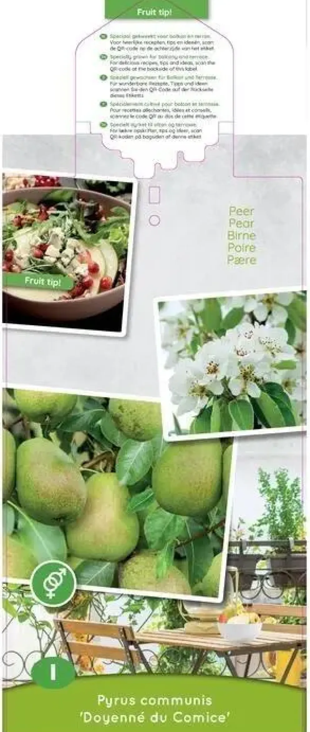 Pyrus communis 'Doyenné du Comice' (Peer) fruitplant 90cm