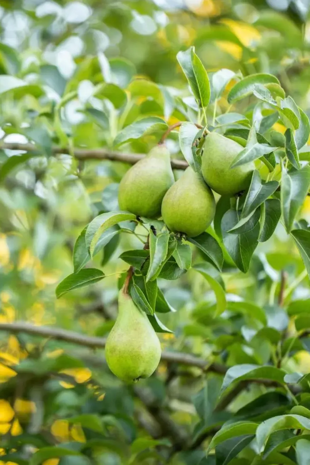 Pyrus communis 'Doyenné du Comice' (Peer) fruitplant 90cm