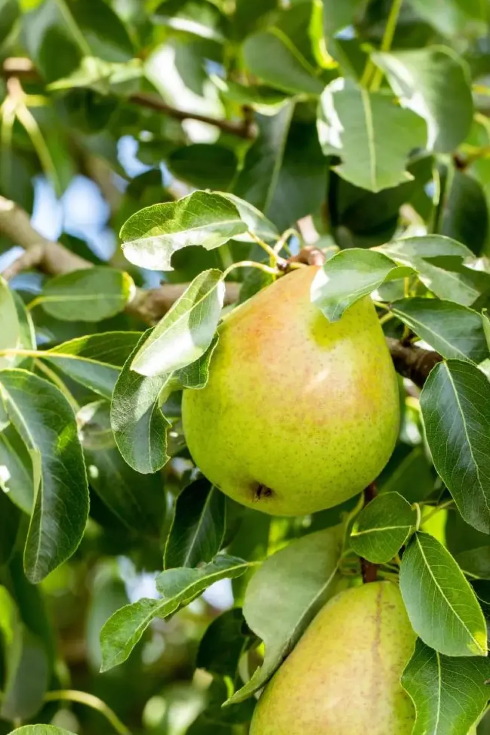 Pyrus communis 'Doyenné du Comice' (Peer) fruitplant 160cm