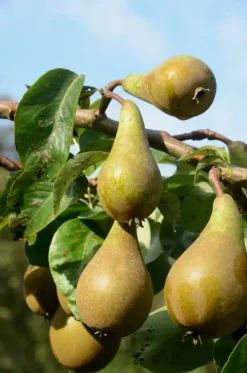 Pyrus communis 'Doyenné du Comice' (Peer) fruitplant 160cm