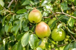 Pyrus communis 'Doyenné du Comice' (Peer) fruitplant 160cm