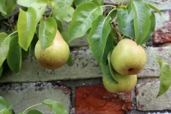 Pyrus communis 'Doyenné du Comice' (Peer) fruitplant 160cm