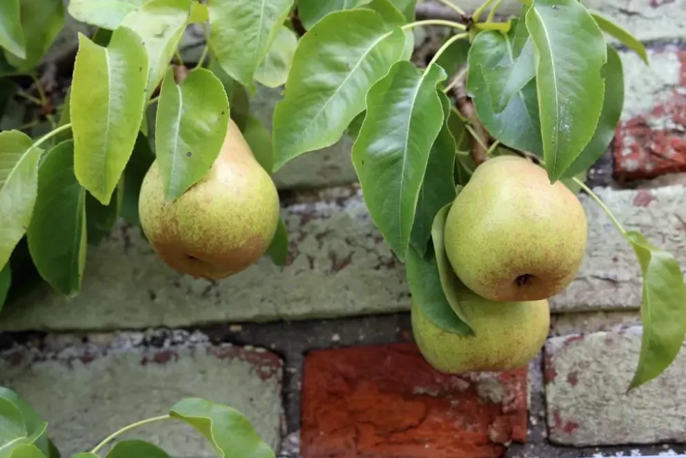 Pyrus communis 'Doyenné du Comice' (Peer) fruitplant 160cm
