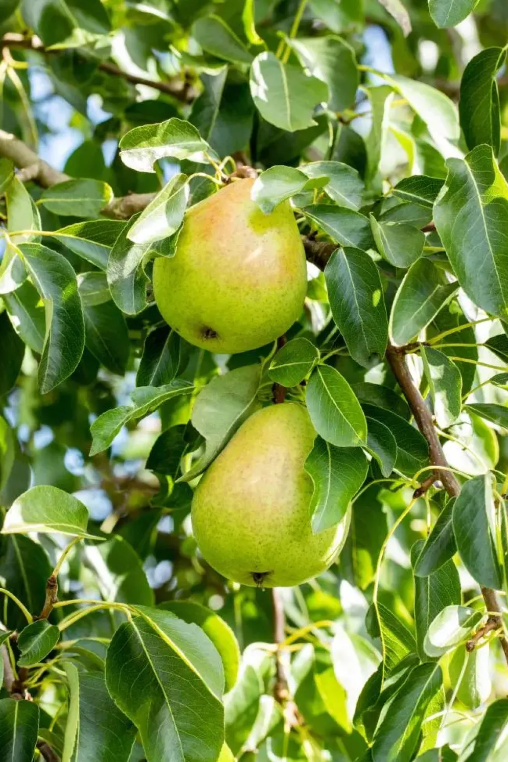 Pyrus communis 'Doyenné du Comice' (Peer) fruitplant 160cm