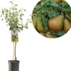 Pyrus communis 'Gieser Wildeman' (Peer) fruitplant 160cm